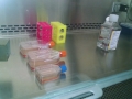 CF Cell Lines