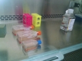 CF Cell Lines